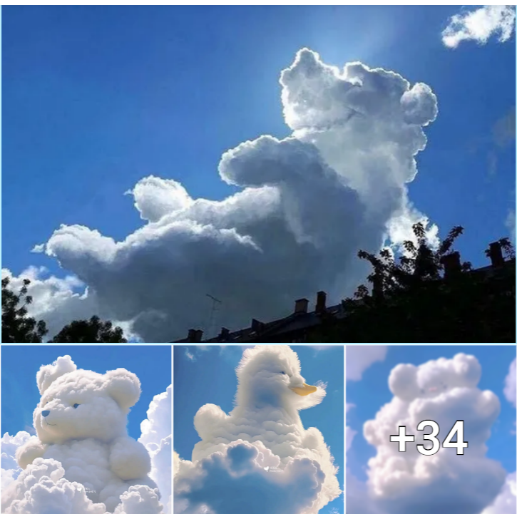 Fluffy Smiles in the Sky: Meet the Adorable Teddy Bear Cloud