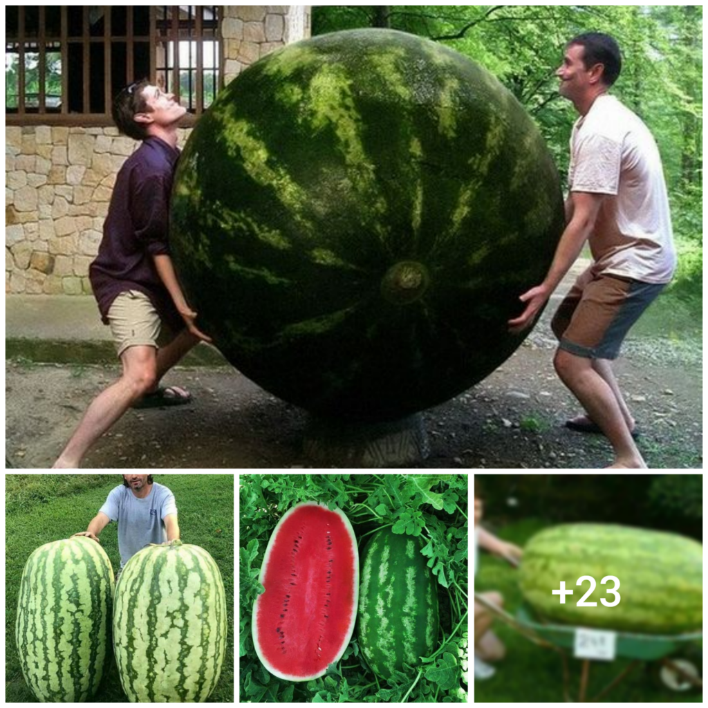 “The Deliciously Sweet Watermelon: A Marvelous Tribute to the Wonders of Nature”