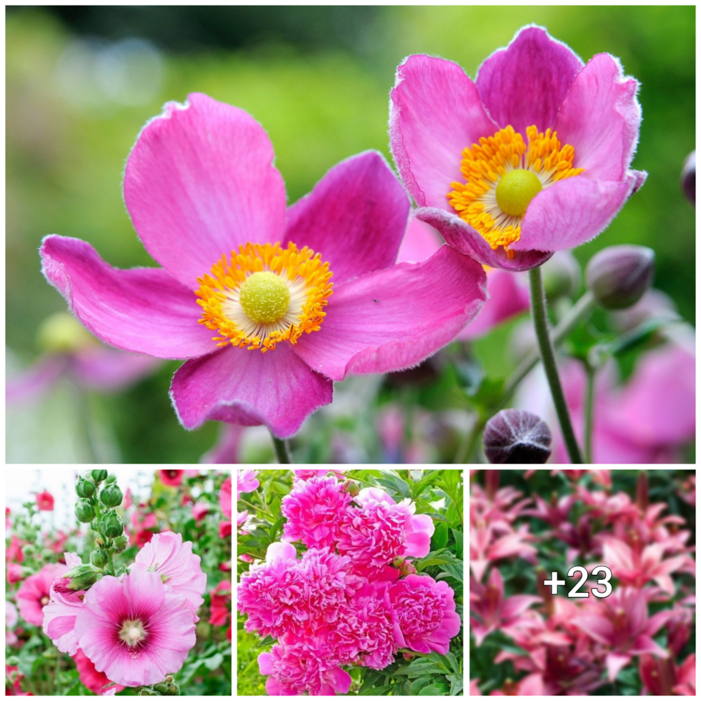 A Colorful Delight: 25 Pink Perennials to Add Vibrance to Your Garden