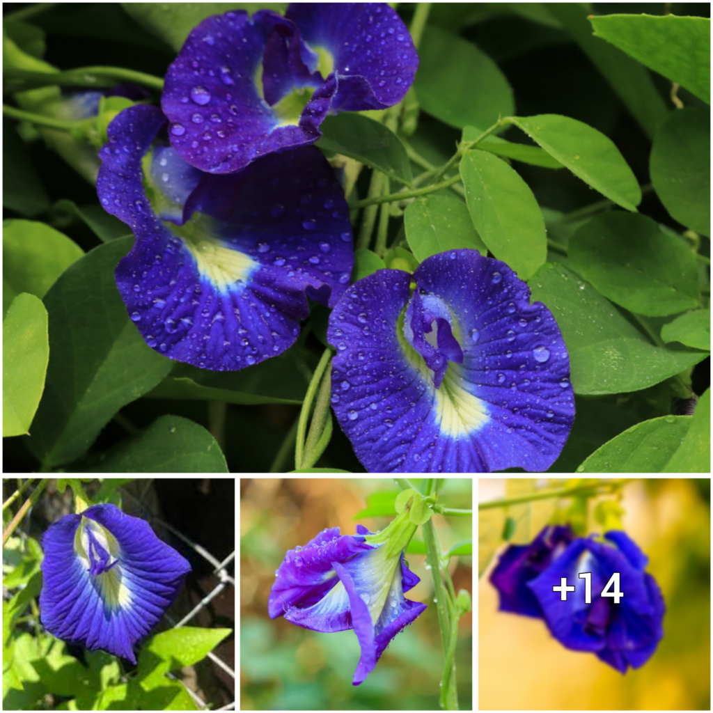 Cultivating the Beautiful Butterfly Pea: Tips for Growing and Nurturing Its Blooms