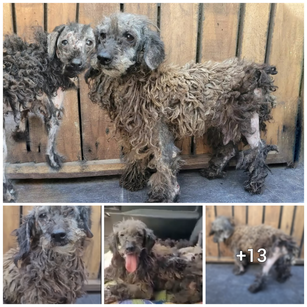 “Rescuing Two Pups in Desperate Need of Love and Care”