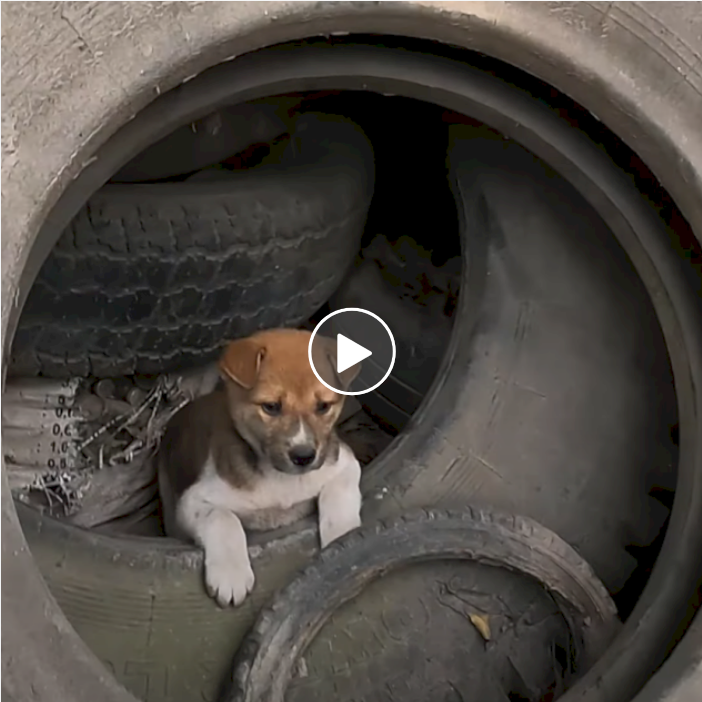 Saving a Tiny Pup: A Heartwarming Tale of Rescuing a Cold, Hungry, and Abandoned Dog Living in Tire Dump