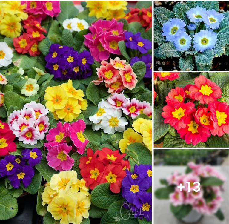 Discover the Beauty of Primula: From Species to Hybrids and Crops