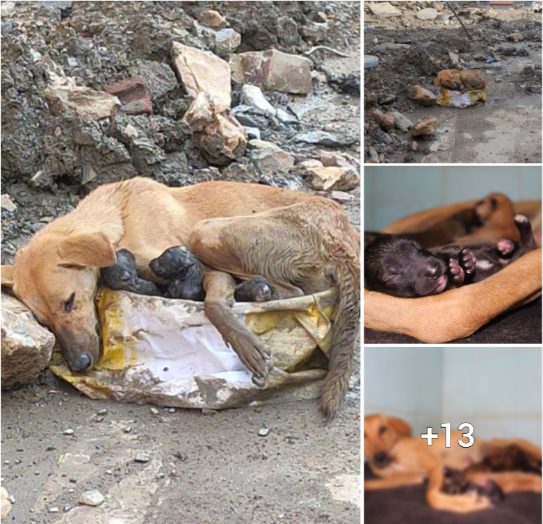 The Heartbreaking Story of a Mother Dog Protecting Her Puppies Amidst Devastation