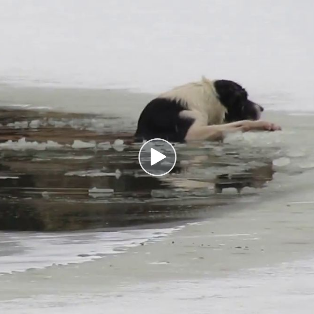 Fearless Man Dives Into Frozen Pond Without Shoes or Shirt to Rescue Struggling Dog