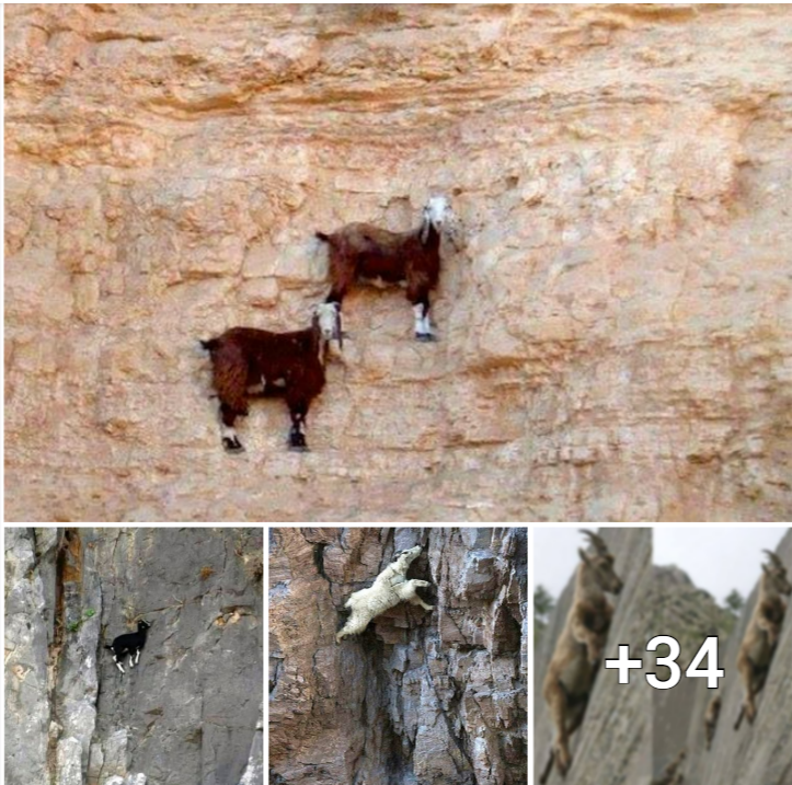Unleashing the Hidden Tactics of Vertical Rock Climbers: Exploring the Feats of These “Mountain Goats”