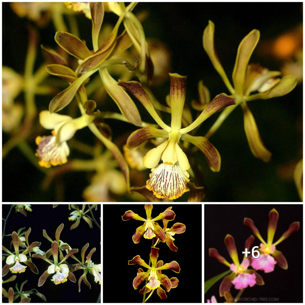 A Beginner’s Guide to Nurturing Encyclia Orchids: Tips and Tricks