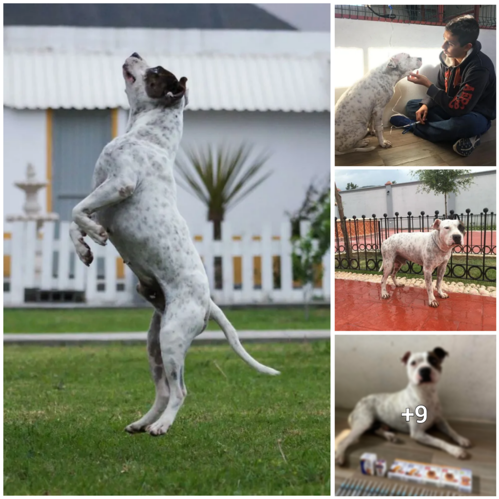 “From Starvation to Salvation: The Inspiring Journey of a Dog’s Recovery and Adoption”