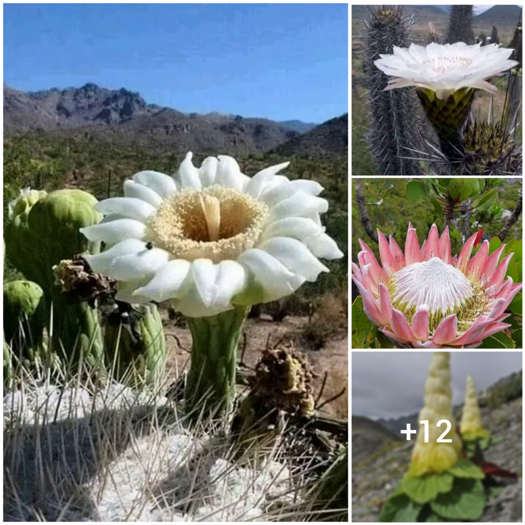 Unveiling Nature’s Treasures: The Marvelous Growth of Giants