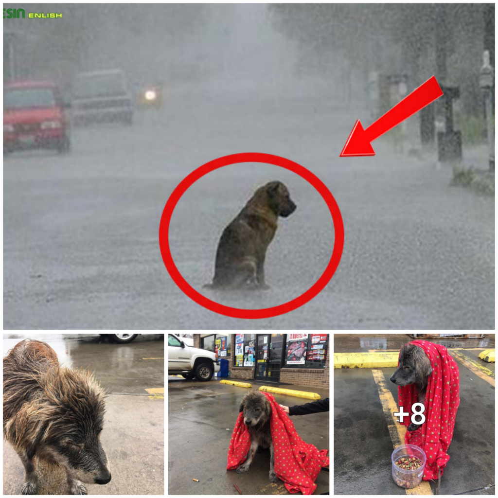 Heartbroken Pooch Left Shivering In The Downpour And Left Behind