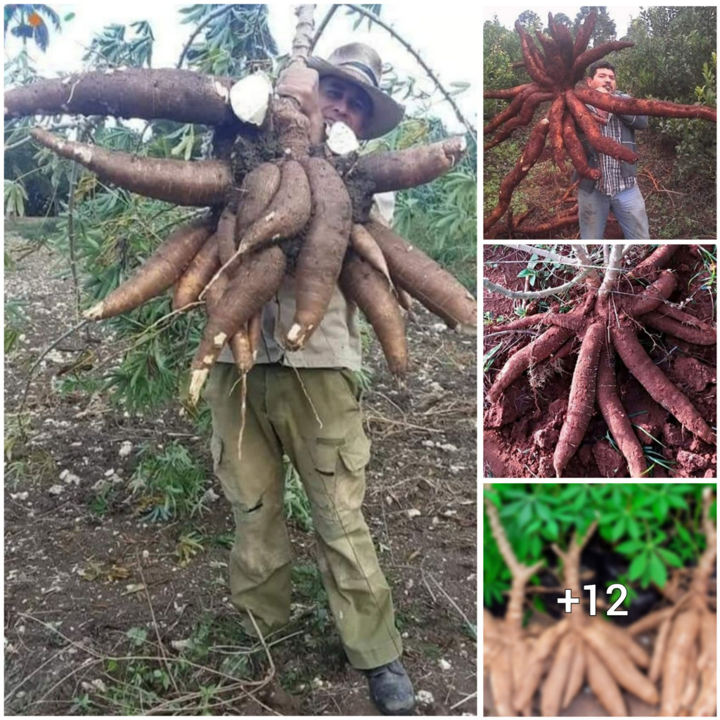 The Fascinating Resemblance Between Cassava Tubers and Land-dwelling Octopuses