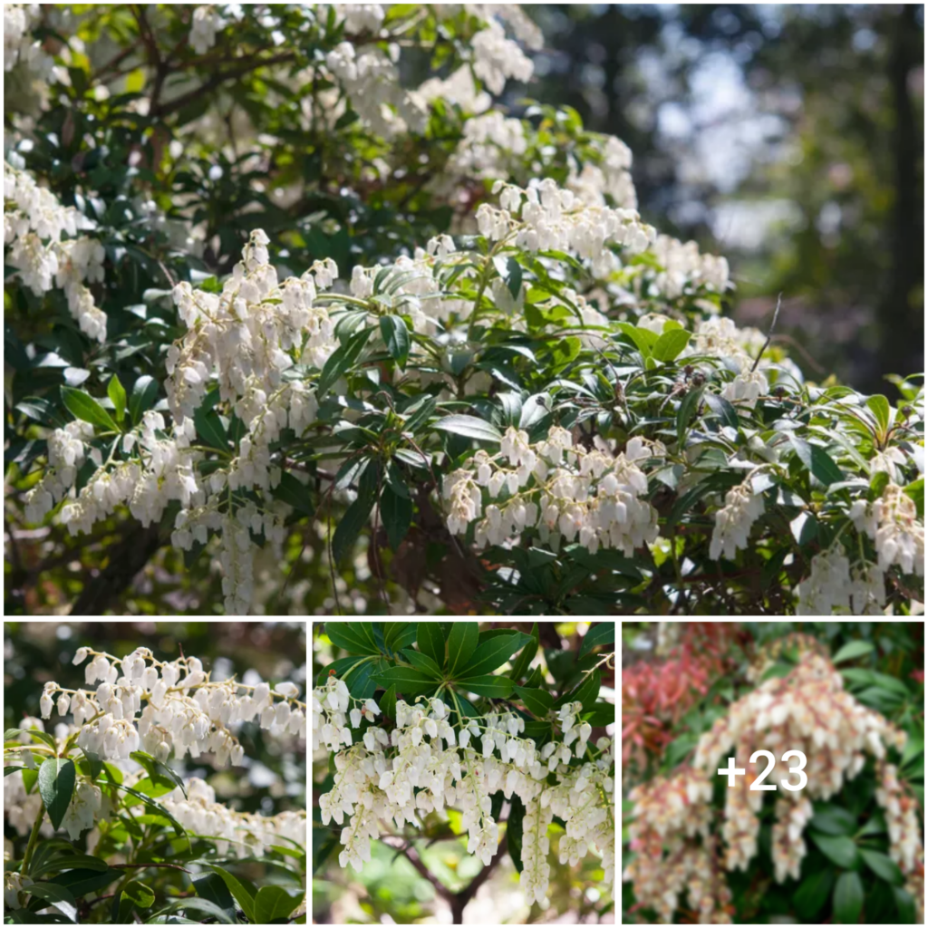 The Art of Cultivating and Nurturing Japanese Pieris: A Beginner’s Guide