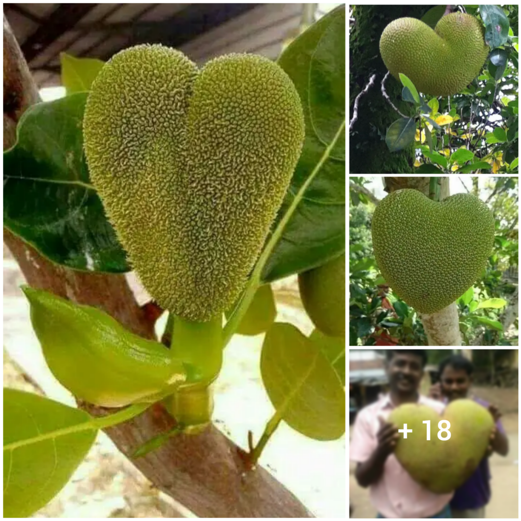 The Magic of Jackfruit’s Heart-Shaped Pods: A Journey into the Abundance of Nature’s Gifts