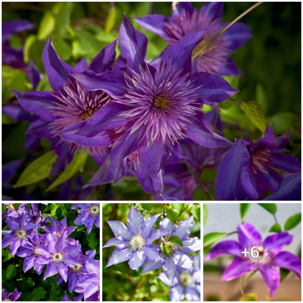 “Exploring the Beauty of Clematis Uncinata: The Unique Characteristics of this Stunning Plant”