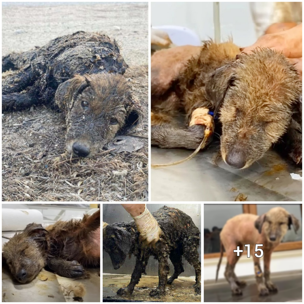 “The Heartbreaking Story of a Blind, Deaf, and Oil-Soaked Pup: A Call for Immediate Help and Compassion”