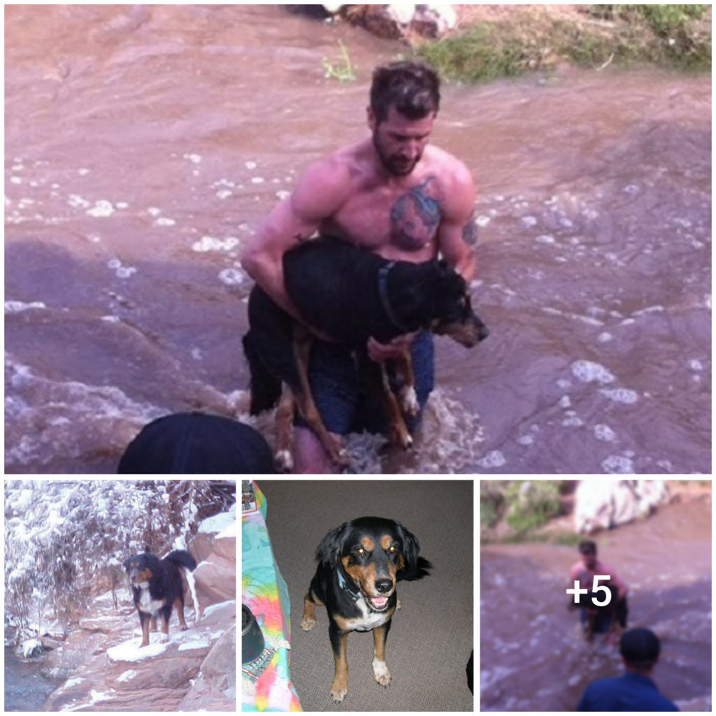 A Tale of a Heroic Rescue: Man Dives into River to Save a Stranded Dog