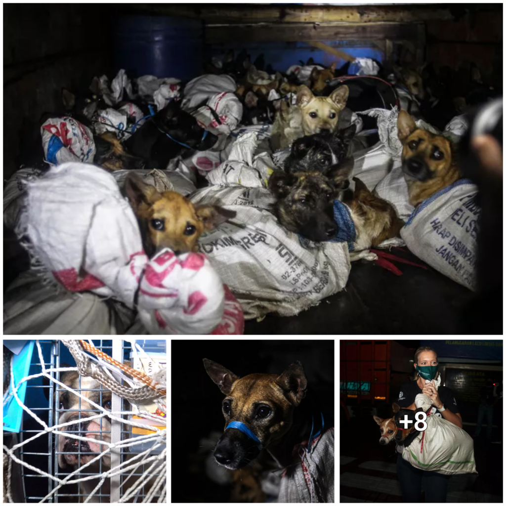 “Rescued from the Brink of Death: 52 Canines Saved by Courageous Interception of Truck Heading to Slaughterhouse”