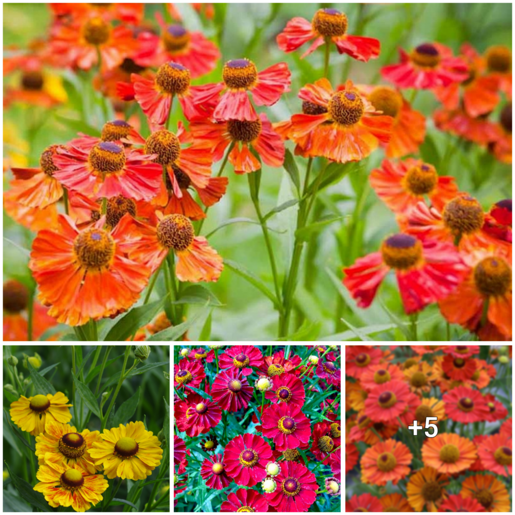 “The Ultimate Guide to Successfully Growing and Nurturing Helenium (Sneezeweed)”