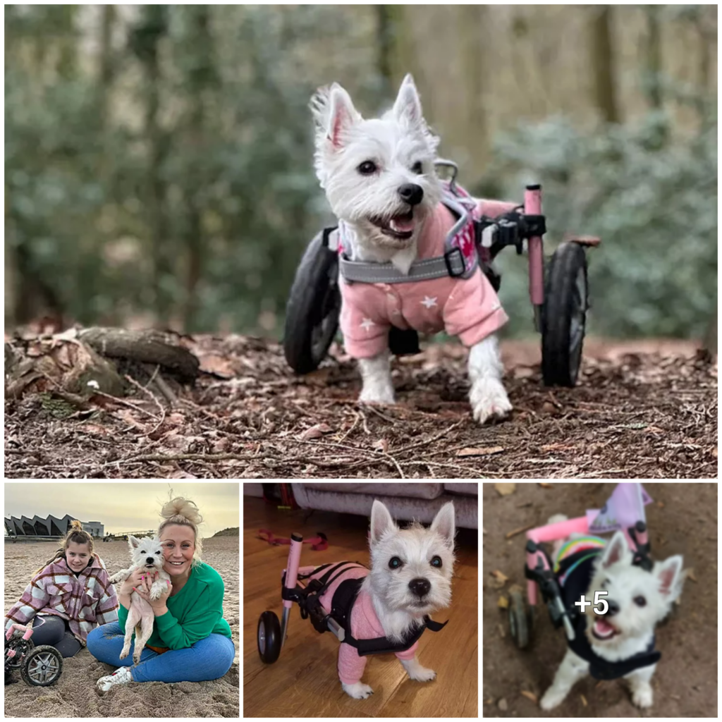 Small Dog in Wheelchair Inspires and Helps Other Disabled Pets: Overcoming Challenges with Unstoppable Spirit