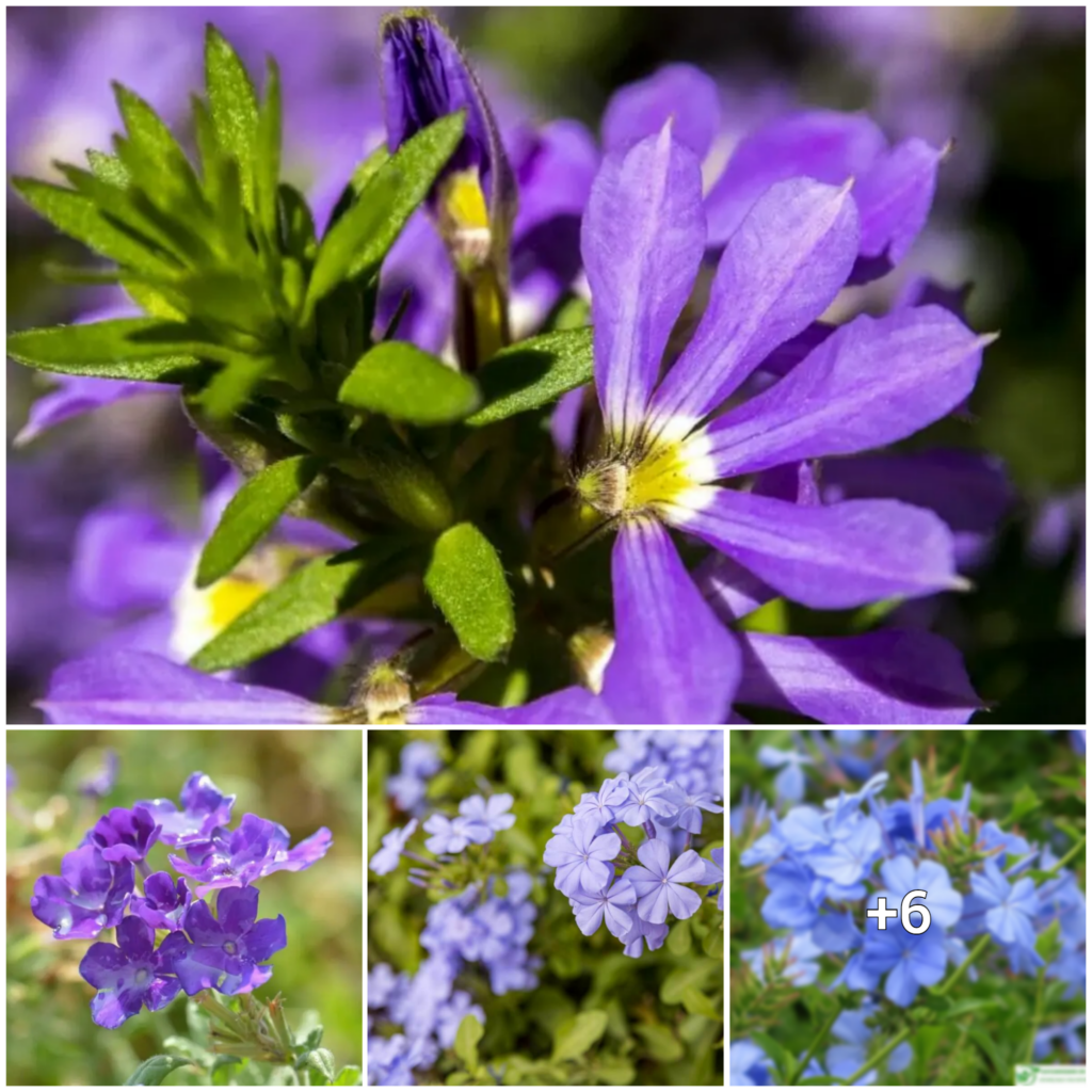 Exploring the Fascinating Symbolism and Legends Behind Amethyst Flowers