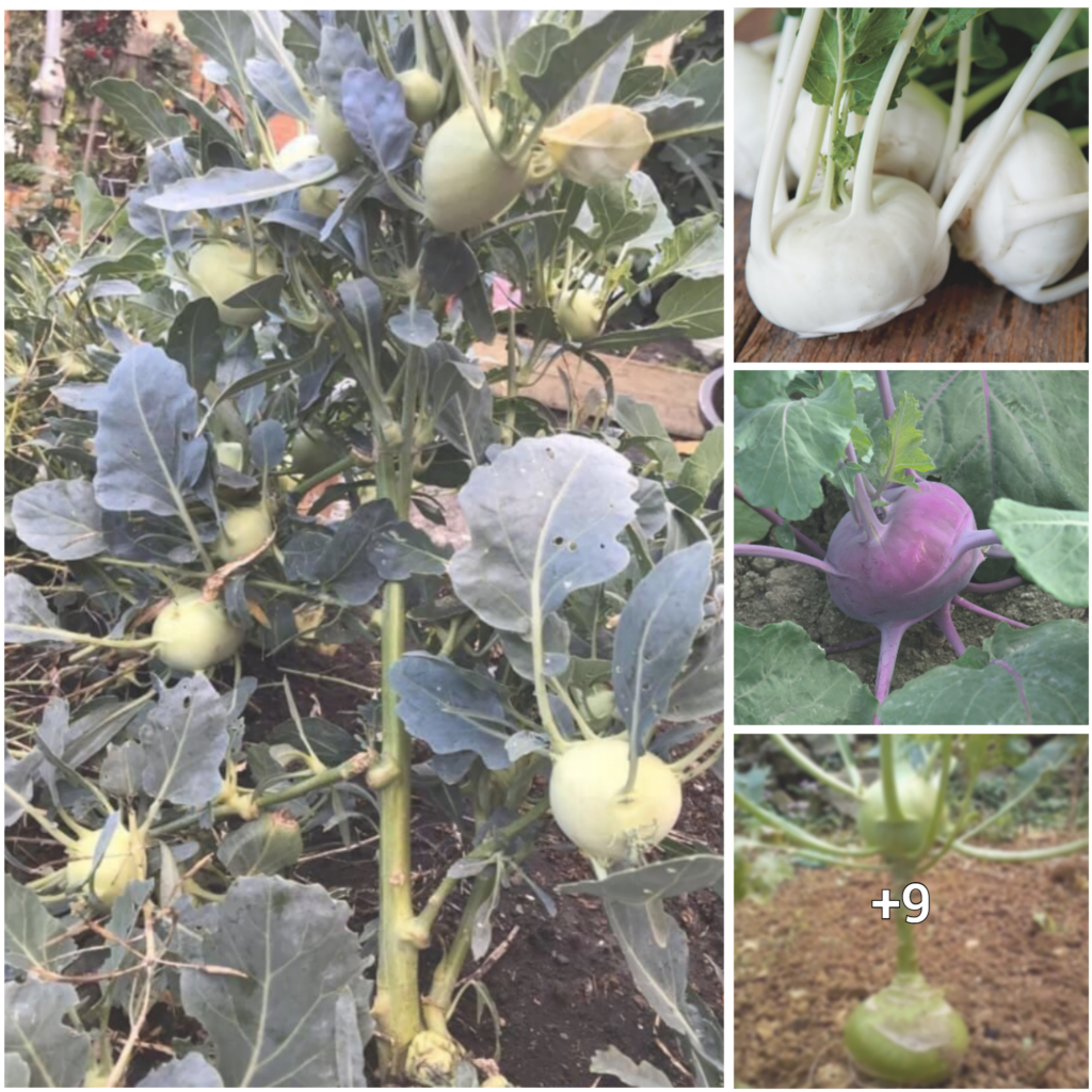 Unearthing the Exceptional ‘Mutant’ Kohlrabi Plant that Defies All Conventions of Nature: Revealing the Wonders of the Wild