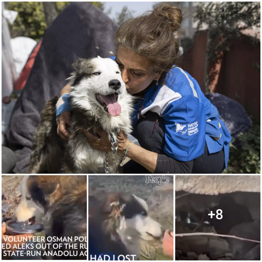 Canine Saved from the Rubble: A 22-Day Tale of Survival Amidst Turkey’s Devastating Earthquakes
