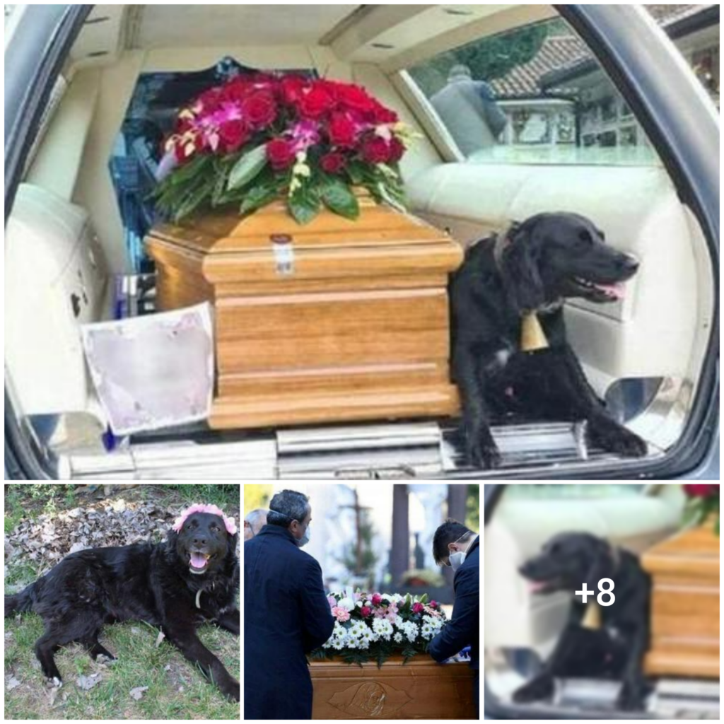 The Unwavering Loyalty of a Canine Companion: Dog Stays by Owner’s Coffin Until Burial