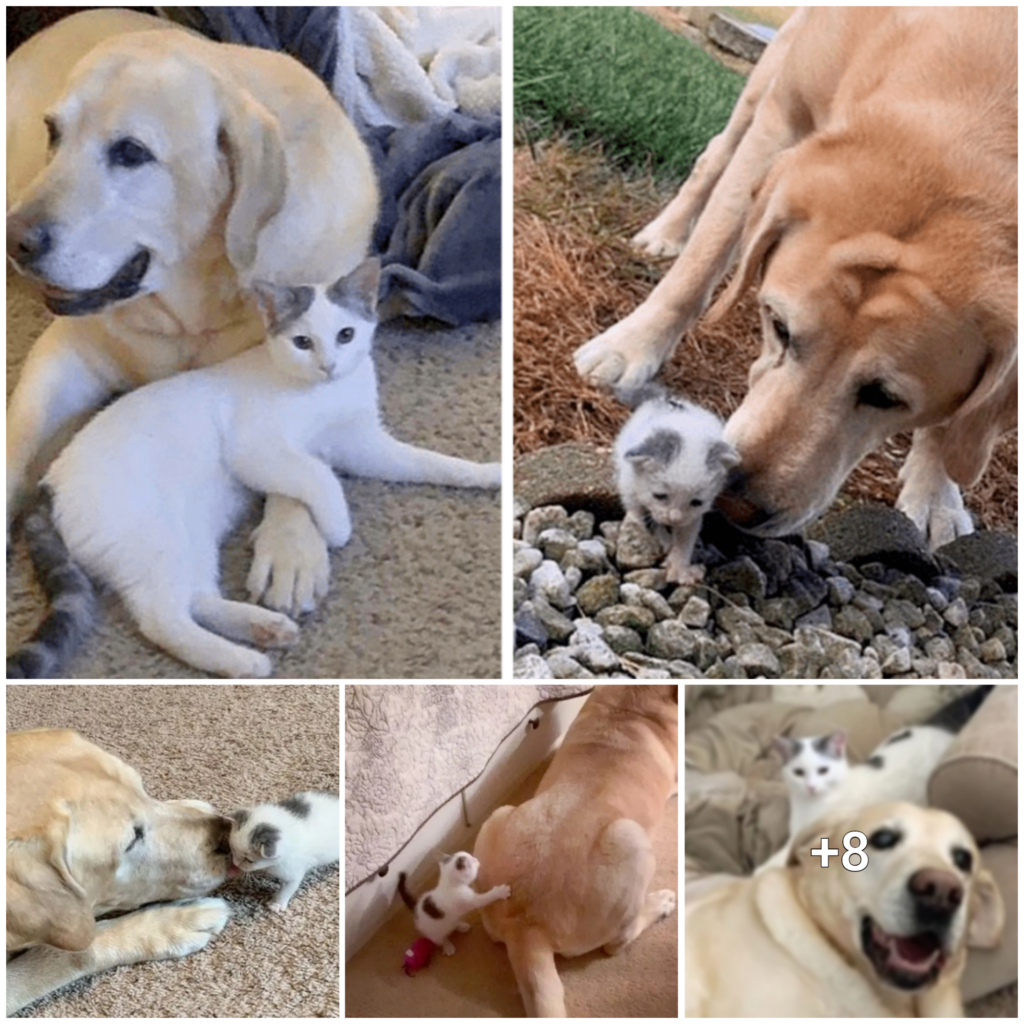 “From Homeless to Beautiful: A Heartwarming Tale of a Labrador’s Love for a Stray Kitten”