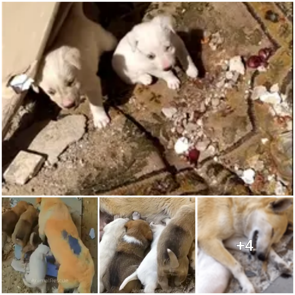 A Brave Mama Dog with Broken Legs Fights to Save Her Pups, Waiting for Rescue