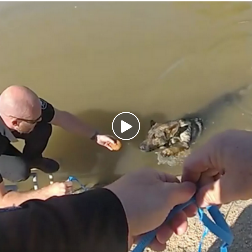 A Pumpkin Muffin Comes to the Rescue of a Stranded Pooch in Distress in a Canal