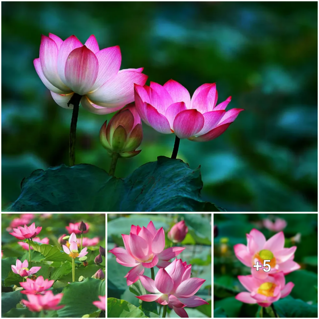 “Unfolding the Significance of the Lotus: A Celebration of Beauty, Spirituality, and Perseverance”