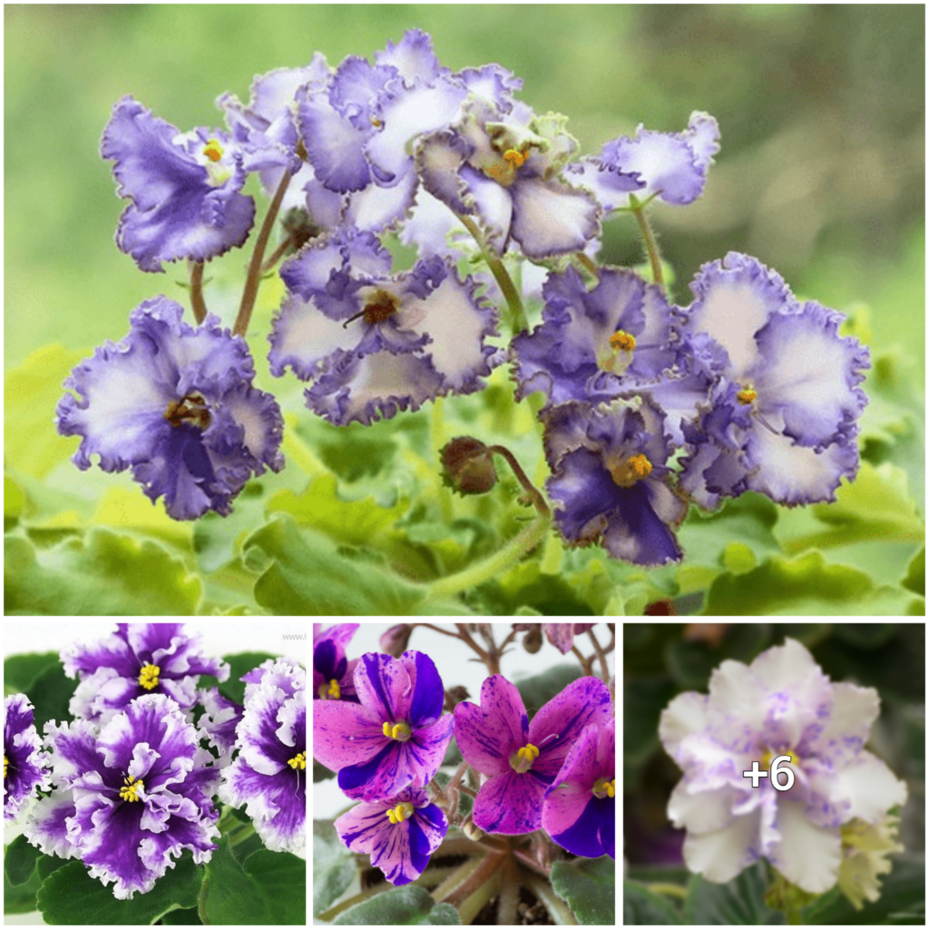 Uncover the Charm of African Violets: A Selection of 32 Exclusive Types for Your Outdoor Haven
