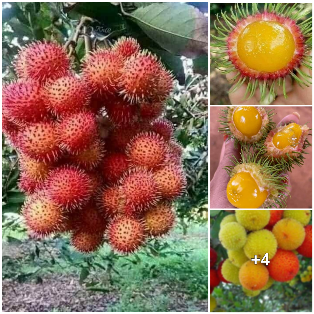 Discovering the Mysterious Charm of Rambutan Fruits in the Heart of the Forest