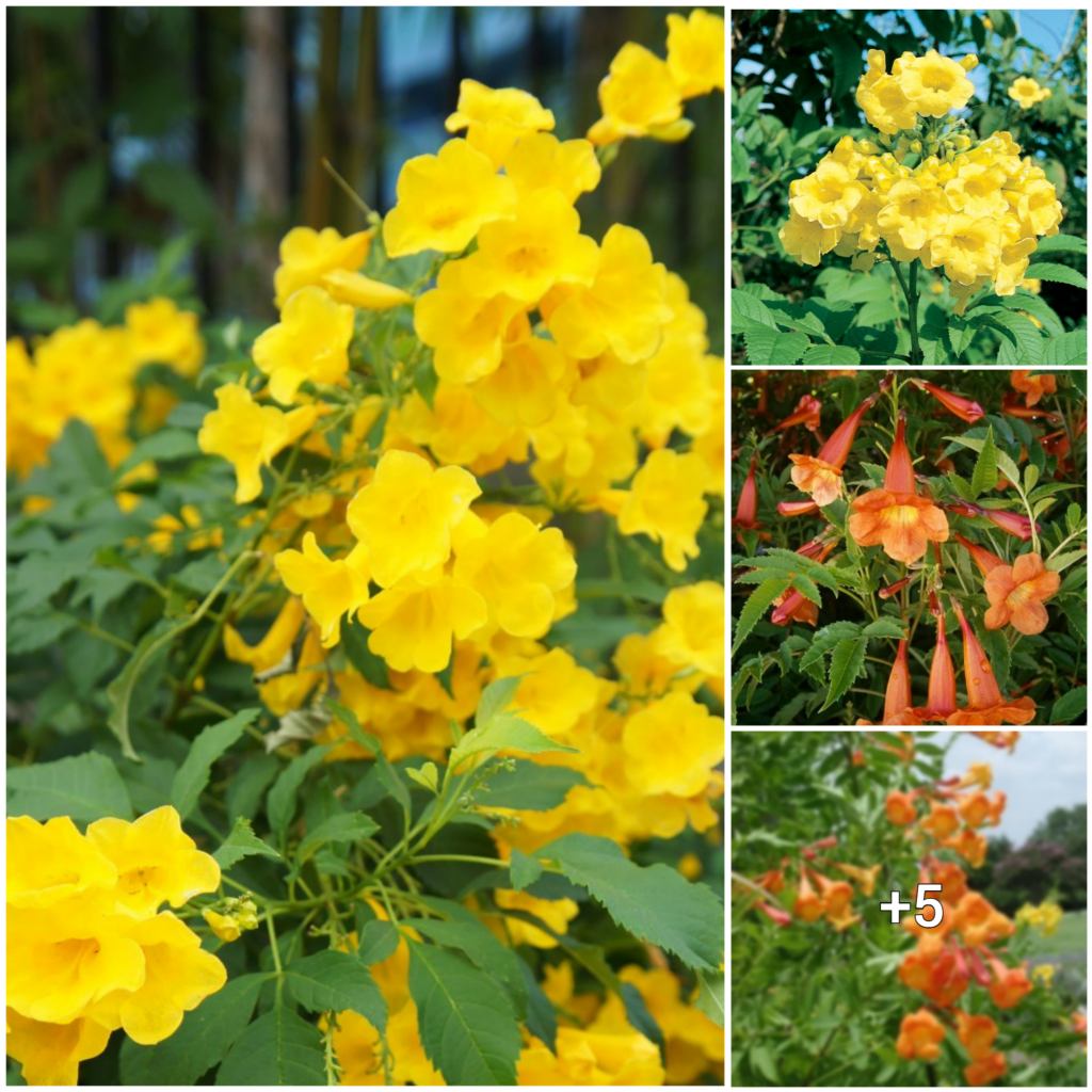 “Grow Your Garden with These 9 Strikingly Beautiful Esperanza Varieties”