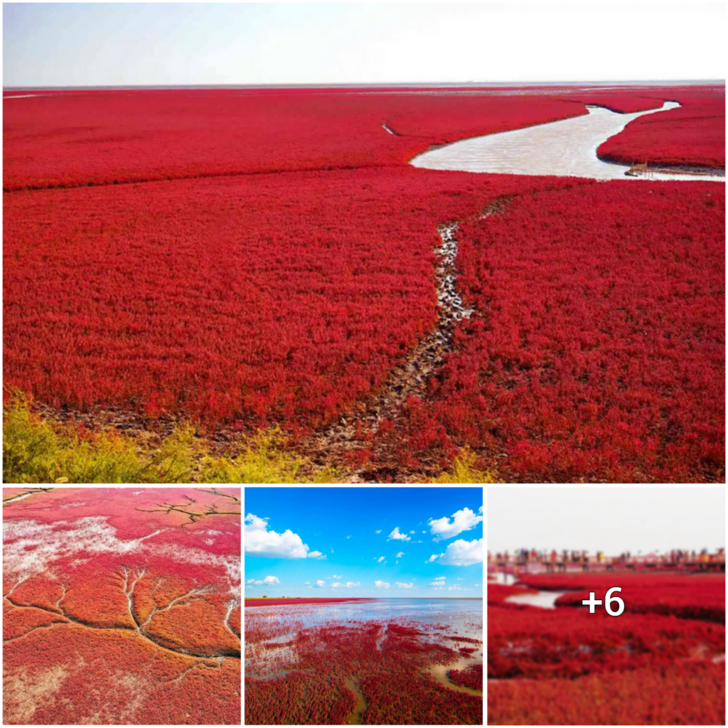 “Spellbound by Panjin’s Enchanting Crimson Coastline: A Mesmerizing Beauty to Behold”
