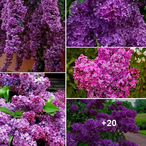 “Embracing the Magic of Lilacs: Embarking on a Fragrant Journey through Nature’s Harmony”