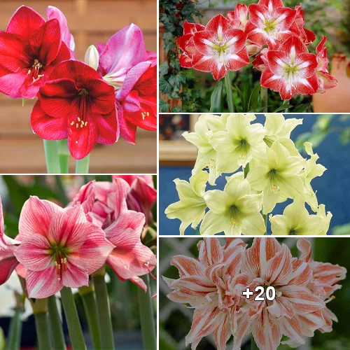 “Delight in the Blooms: An Effortless Guide to Growing Amaryllis Bulbs in Your Own Home”