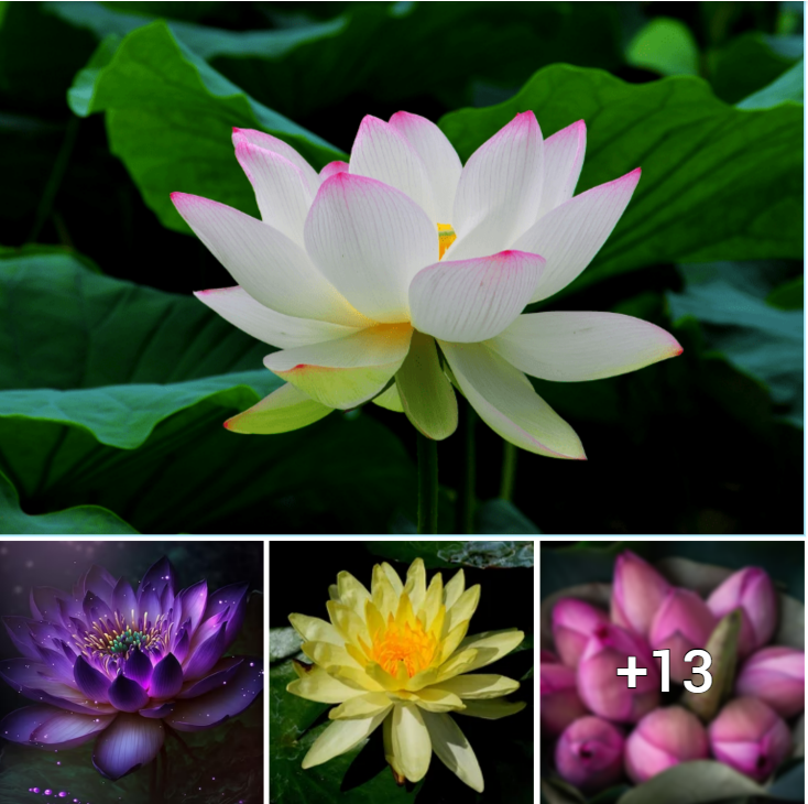 “Unleashing the Beauty of Lotus Blossoms: Mastering the Art of Growing These Elegant Flowers in Your Backyard”