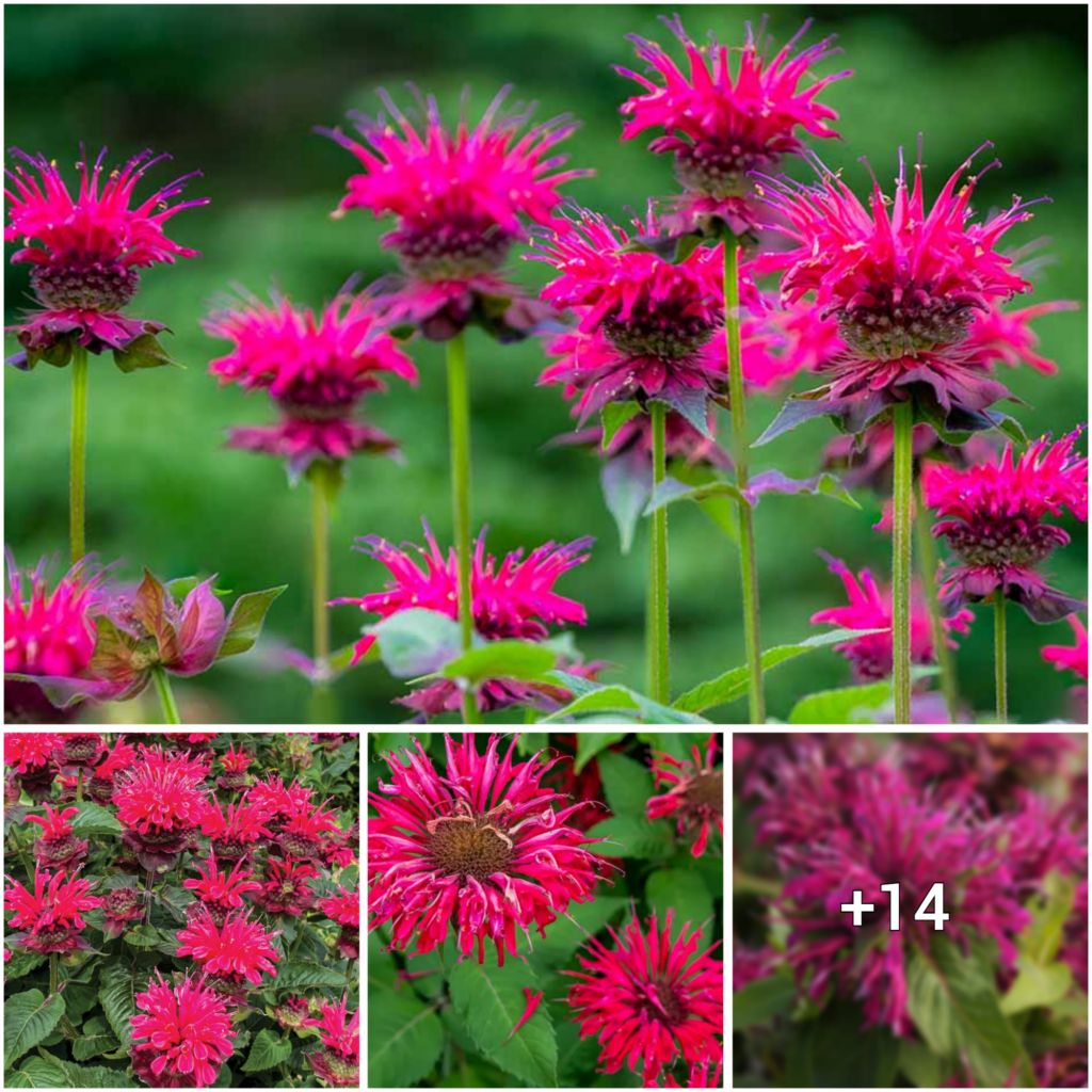Unleashing the Magic of Bee Balm: A Comprehensive Handbook for Cultivating and Caring for Your Garden’s Jewel