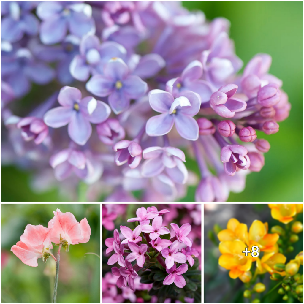 Uncover the Fragrant Delights of the World’s Most Aromatic Bloom