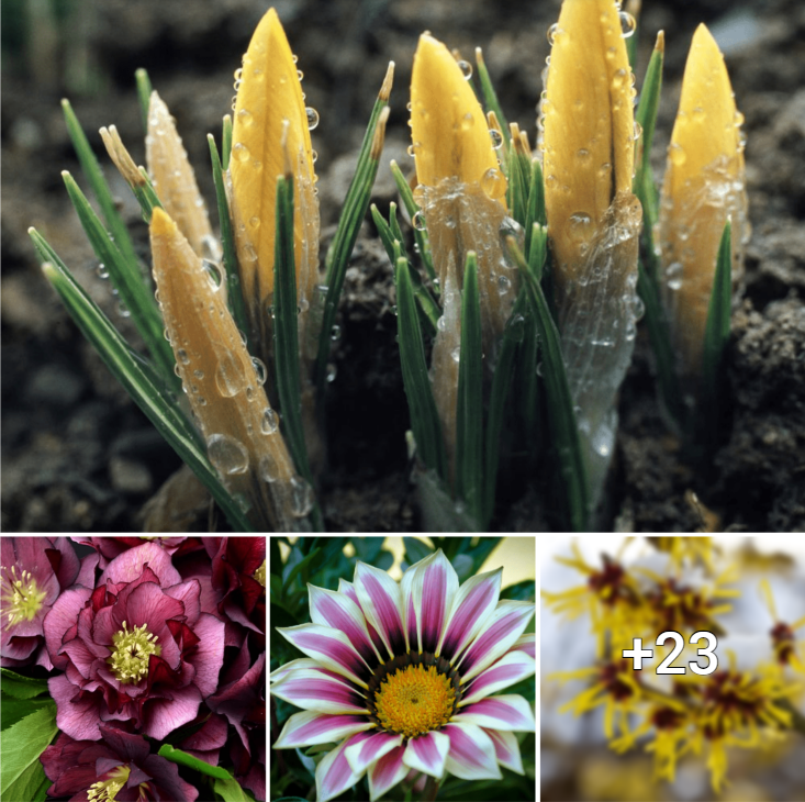 Discover 7 Enchanting Daytime Blooms that Serenely Slumber at Dusk