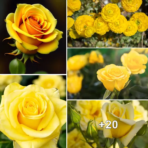 “The Alluring Meanings Behind the Bright Yellow Roses”