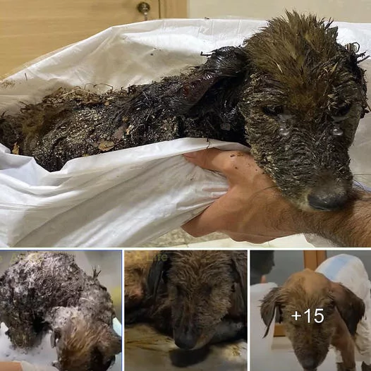 Rescuing an Ailing Pooch: The Urgent Plea to Save a Canine Stuck in Scorching Asphalt